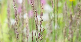 Attēlu rezultāti vaicājumam “Molinia caerulea flower”