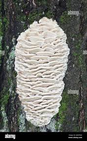 Attēlu rezultāti vaicājumam “Climacodon septentrionalis”