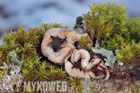 Attēlu rezultāti vaicājumam “Encoelia furfuracea”