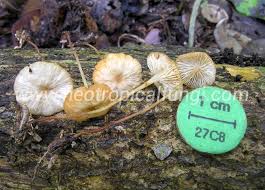 Attēlu rezultāti vaicājumam “Marasmius sp.”