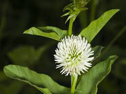 Attēlu rezultāti vaicājumam “Trifolium montanum flower”