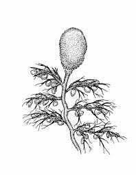 Attēlu rezultāti vaicājumam “Utricularia vulgaris leaf”