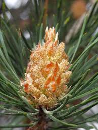 Attēlu rezultāti vaicājumam “Pinus sylvestris male flower”