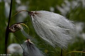Attēlu rezultāti vaicājumam “Eriophorum angustifolium fruit”
