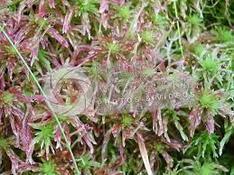 Attēlu rezultāti vaicājumam “Sphagnum capillifolium”