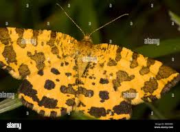 Attēlu rezultāti vaicājumam “Pseudopanthera macularia”