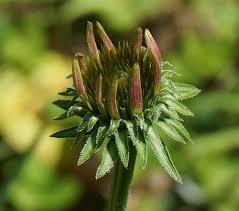 Attēlu rezultāti vaicājumam “Echinacea purpurea bud”