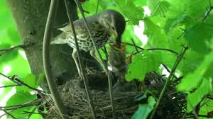 Attēlu rezultāti vaicājumam “Turdus viscivorus nest”