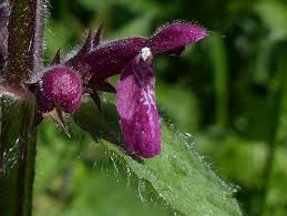 Attēlu rezultāti vaicājumam “Stachys sylvatica flower”