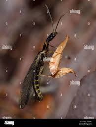 Attēlu rezultāti vaicājumam “Raphidioptera”