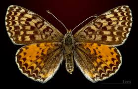 Attēlu rezultāti vaicājumam “Melitaea didyma”