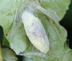 Attēlu rezultāti vaicājumam “Malacosoma neustria larva”