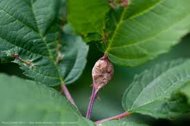 Attēlu rezultāti vaicājumam “Sorbus aucuparia bud”