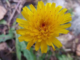 Attēlu rezultāti vaicājumam “Leontodon hispidus”