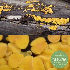 Attēlu rezultāti vaicājumam “Bisporella citrina”