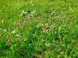 Attēlu rezultāti vaicājumam “Luzula campestris”