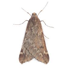 Attēlu rezultāti vaicājumam “Alsophila aescularia”