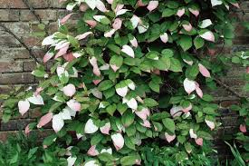 Attēlu rezultāti vaicājumam “Actinidia kolomikta”