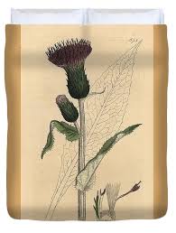 Attēlu rezultāti vaicājumam “Cirsium heterophyllum leaf”