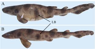 Image result for Cephaloscyllium laticeps