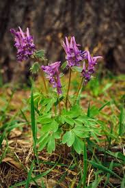 Attēlu rezultāti vaicājumam “Corydalis cava leaf”