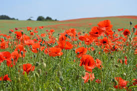 Image result for Mohn