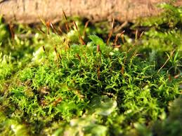 Attēlu rezultāti vaicājumam “Cinclidotus danubicus”