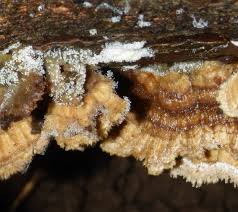 Attēlu rezultāti vaicājumam “Polycephalomyces tomentosus”