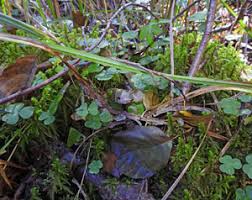 Attēlu rezultāti vaicājumam “Diderma subviridifuscum var. macrospora*”