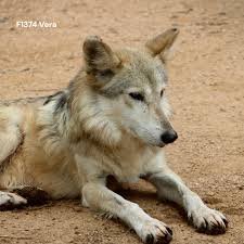 Attēlu rezultāti vaicājumam “Canis lupus”