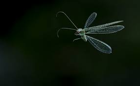 Attēlu rezultāti vaicājumam “Chrysopidae”