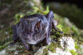 Attēlu rezultāti vaicājumam “Barbastella barbastellus”