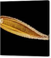 Attēlu rezultāti vaicājumam “Cynosurus cristatus fruit”