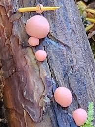 Attēlu rezultāti vaicājumam “Lycogala conicum spores”