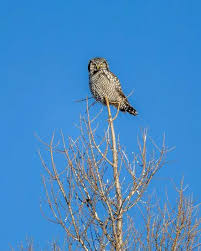 Image result for Surnia ulula