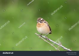 Attēlu rezultāti vaicājumam “Saxicola rubetra adult”