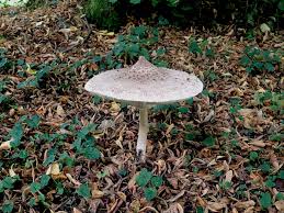 Attēlu rezultāti vaicājumam “Amaurochaete atra young”