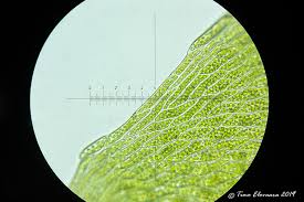 Attēlu rezultāti vaicājumam “Pseudobryum cinclidioides cells”