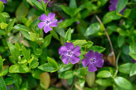 Attēlu rezultāti vaicājumam “Vinca minor leaf”