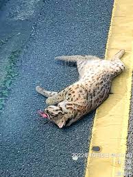 Image result for cat found