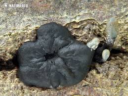 Attēlu rezultāti vaicājumam “Holwaya mucida”