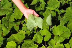 Attēlu rezultāti vaicājumam “Tussilago farfara leaf”
