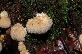 Attēlu rezultāti vaicājumam “Postia ptychogaster”