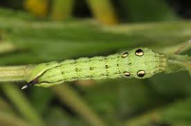 Attēlu rezultāti vaicājumam “Deilephila elpenor larva”