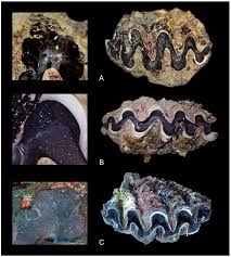 Image result for tridacna