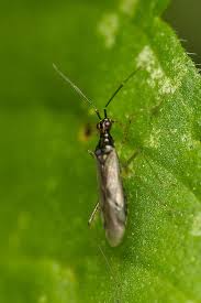 Attēlu rezultāti vaicājumam “Dicyphus sp.”