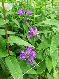 Attēlu rezultāti vaicājumam “Campanula glomerata leaf”