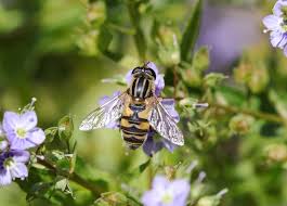 Attēlu rezultāti vaicājumam “Helophilus sp.”