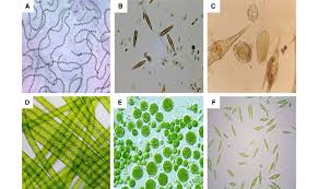 Attēlu rezultāti vaicājumam “Cyanophyta”