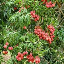 Image result for Litchi chinensis